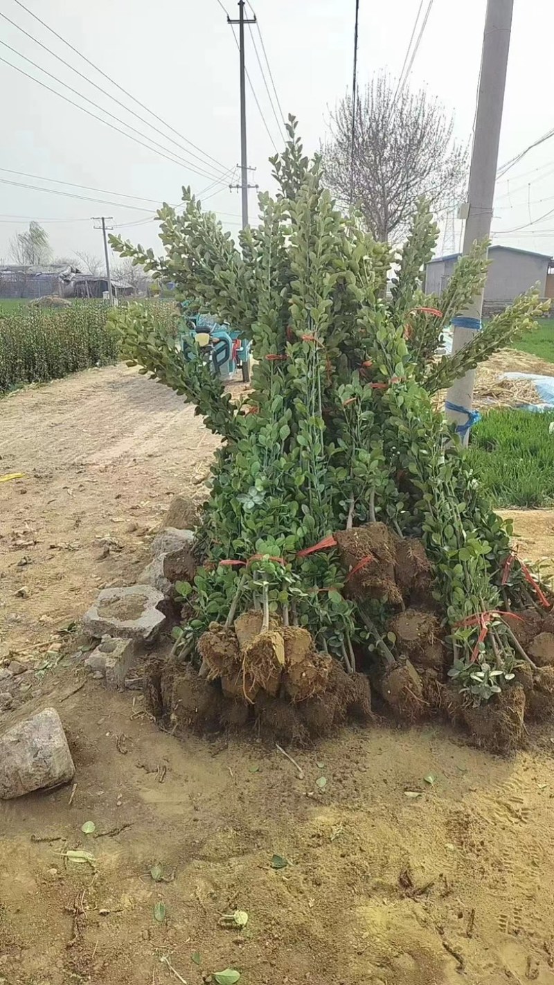 北海道黄杨大量上市一手货源品质保障产地直发欢迎大家来电