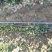 北海道黄杨大量上市一手货源品质保障产地直发欢迎大家来电