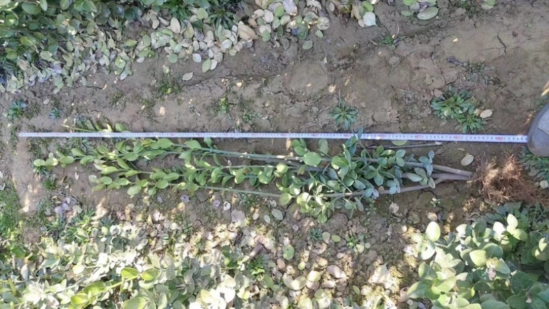 北海道黄杨大量上市一手货源品质保障产地直发欢迎大家来电