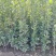北海道黄杨大量上市一手货源品质保障产地直发欢迎大家来电