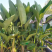 天堂鸟，室内室外盆栽绿植，空气净化美化环境，基地直发