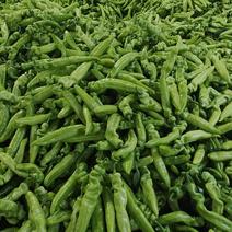 山东鲜辣椒精品黄皮尖椒大量上市产地直发量大从优