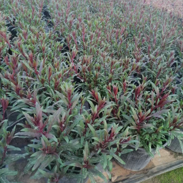山桃草千鸟花大量上市一手货源品质保障产地直发