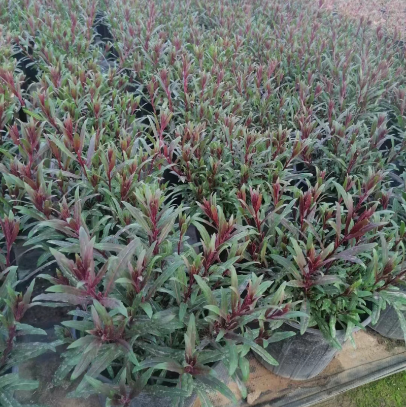 山桃草千鸟花大量上市一手货源品质保障产地直发