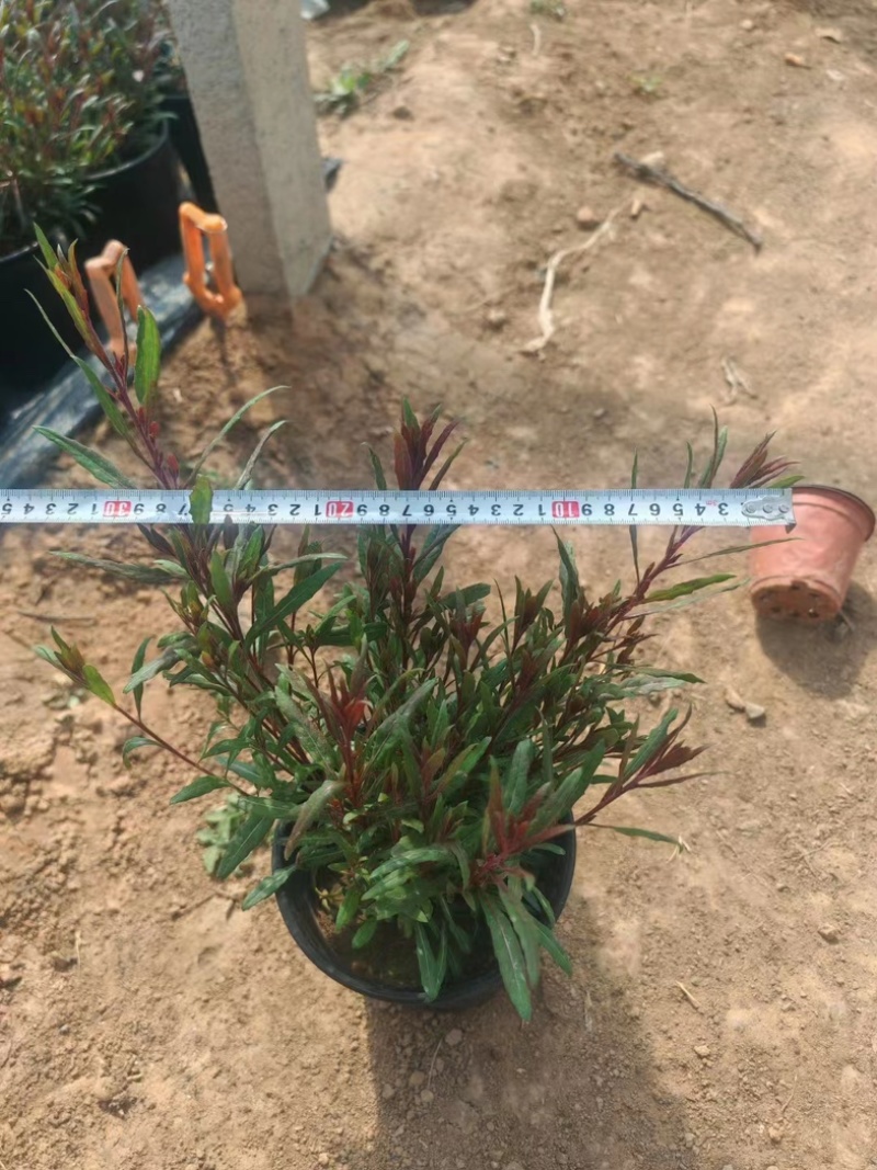 山桃草千鸟花大量上市一手货源品质保障产地直发