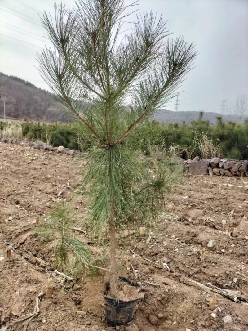 油松！！基地直发，一手货源，质量保证，欢迎选购！