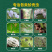 螺虫噻嗪铜蚧壳虫杀虫剂双向内吸传导虫卵双杀
