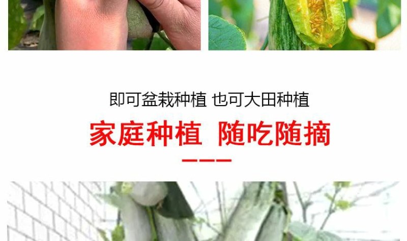 脆甜羊角蜜苗子羊角蜜甜瓜鲜秧苗种子易活春天