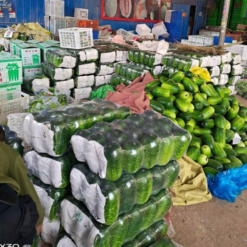 山东冬瓜精品一串铃冬瓜毛冬瓜大量上市产地代发全国