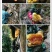 西双版纳春季，纯野生大挂蜜，批发、零售、全国现货
