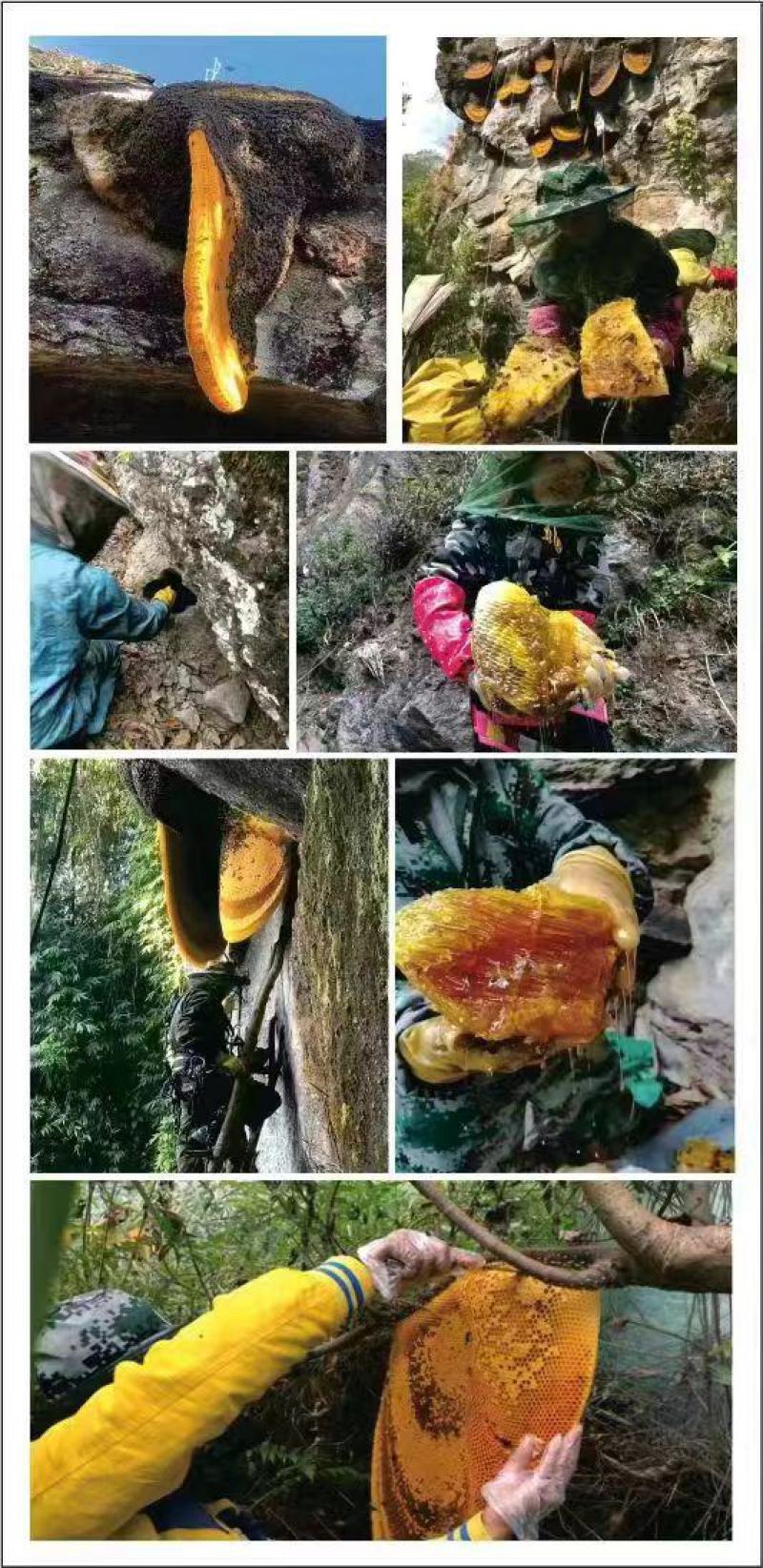 西双版纳春季，纯野生大挂蜜，批发、零售、全国现货