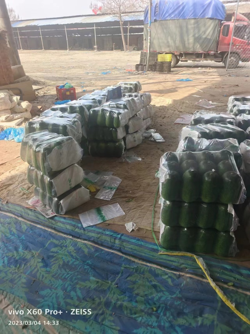 山东冬瓜精品一串铃冬瓜毛冬瓜大量上市产地代发全国