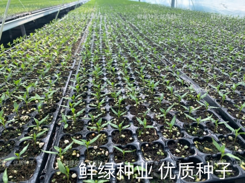 洛椒77号辣椒苗（苗厂提供种苗代育服务）
