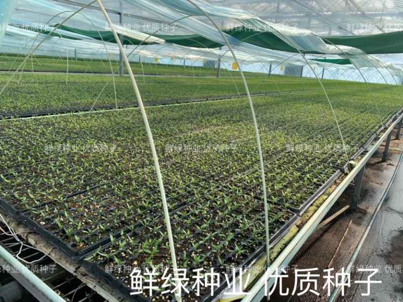 洛椒77号辣椒苗（苗厂提供种苗代育服务）