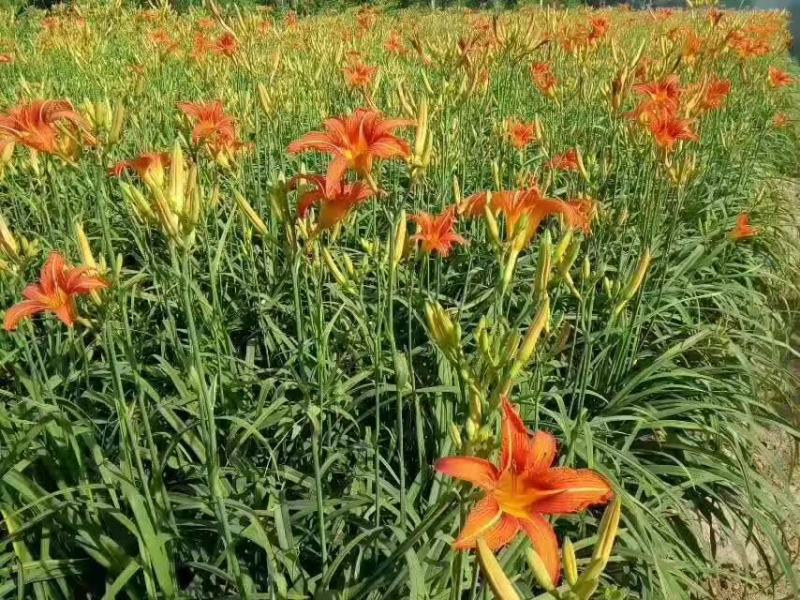 大花萱草萱草基地繁育价格便宜基地直发