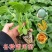 脆甜羊角蜜苗子种苗春天种植苗羊角蜜甜瓜甜新鲜