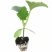 脆甜羊角蜜苗子种苗春天种植苗羊角蜜甜瓜甜新鲜