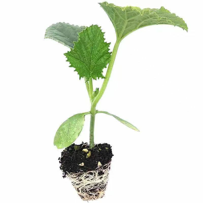 脆甜羊角蜜苗子种苗春天种植苗羊角蜜甜瓜甜新鲜