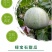 脆甜羊角蜜苗子种苗春天种植苗羊角蜜甜瓜甜新鲜