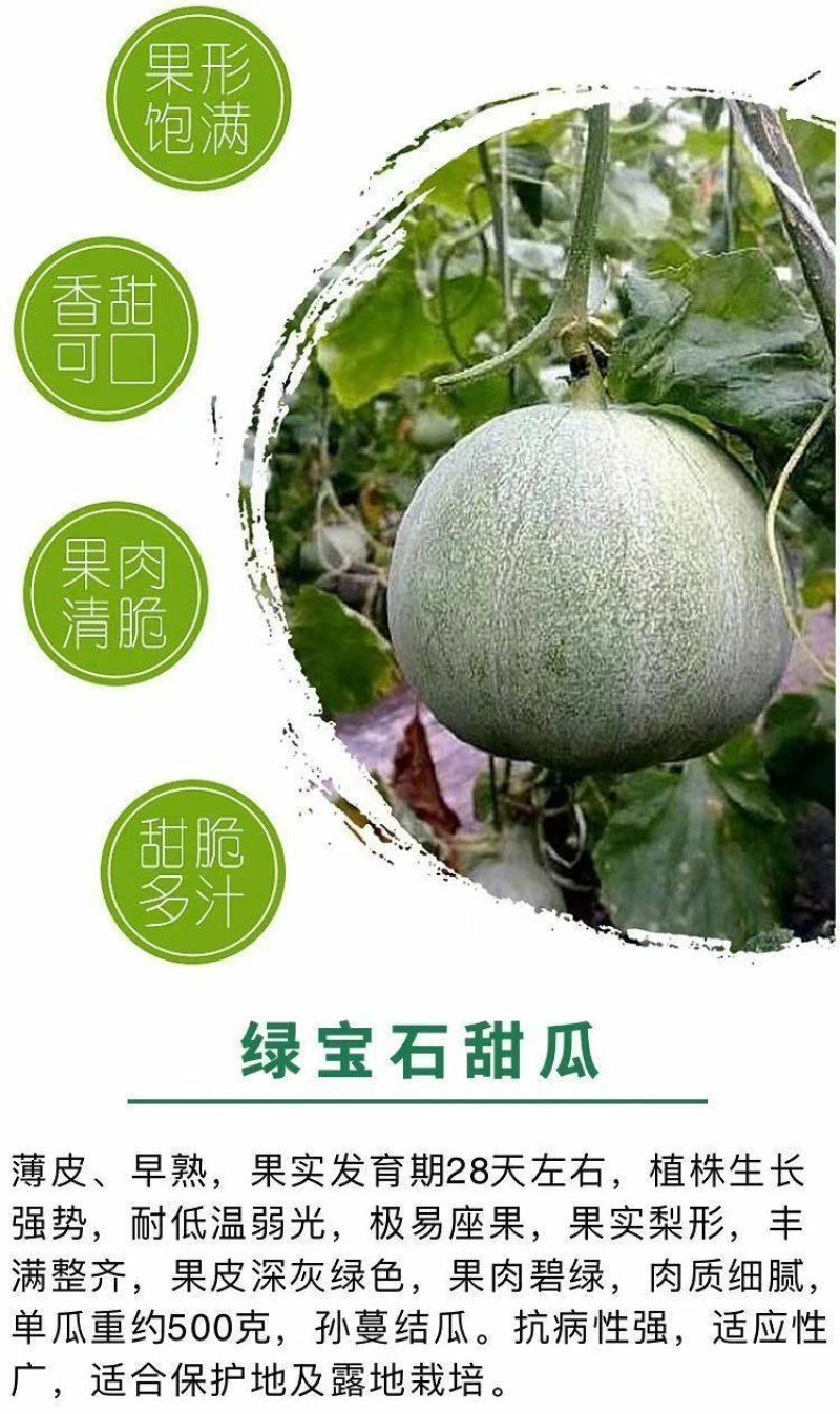 脆甜羊角蜜苗子种苗春天种植苗羊角蜜甜瓜甜新鲜