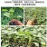 脆甜羊角蜜苗子种苗春天种植苗羊角蜜甜瓜甜新鲜