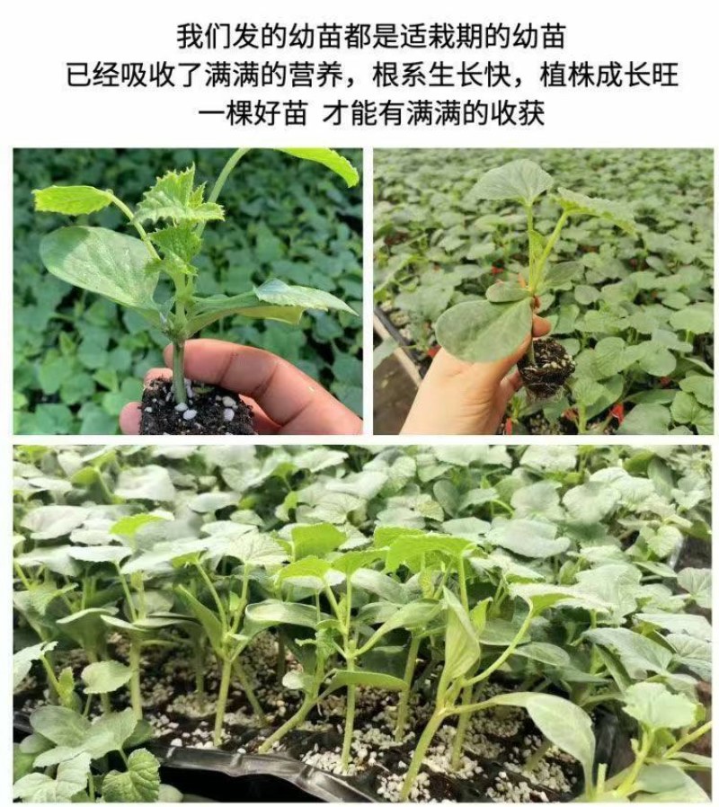 脆甜羊角蜜苗子种苗春天种植苗羊角蜜甜瓜甜新鲜