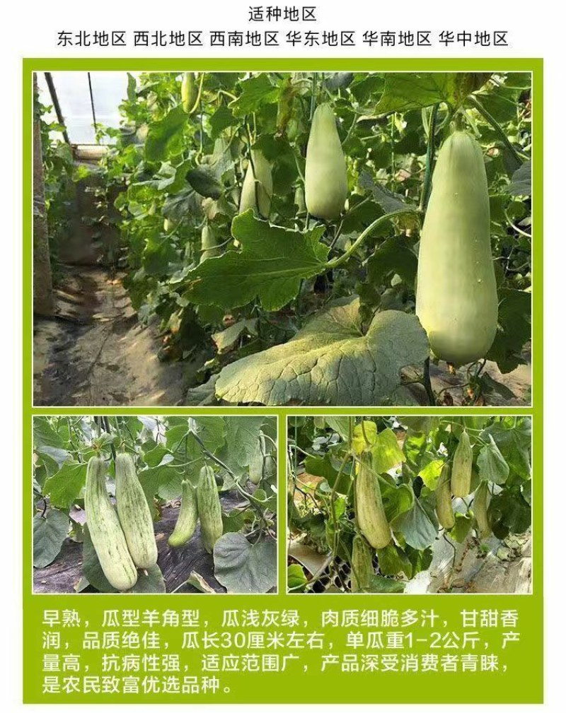 脆甜羊角蜜苗子种苗春天种植苗羊角蜜甜瓜甜新鲜