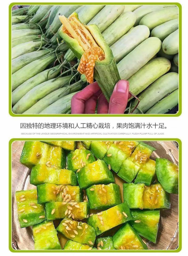 脆甜羊角蜜苗子种苗春天种植苗羊角蜜甜瓜甜新鲜