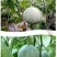 脆甜羊角蜜苗子种苗春天种植苗羊角蜜甜瓜甜新鲜