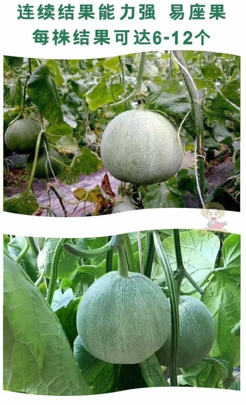 脆甜羊角蜜苗子种苗春天种植苗羊角蜜甜瓜甜新鲜