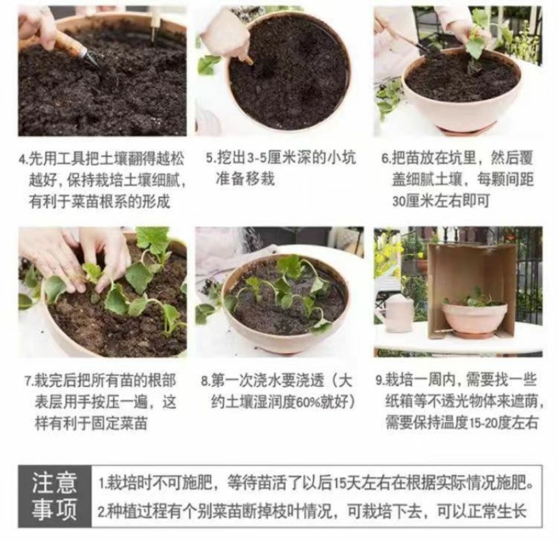 脆甜羊角蜜苗子种苗春天种植苗羊角蜜甜瓜甜新鲜