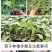 脆甜羊角蜜苗子种苗春天种植苗羊角蜜甜瓜甜新鲜
