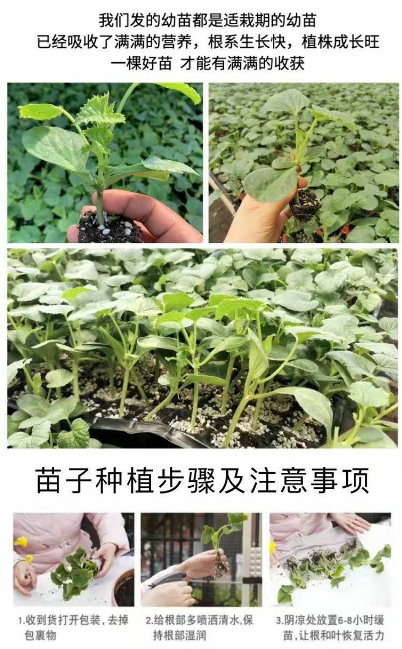 脆甜羊角蜜苗子种苗春天种植苗羊角蜜甜瓜甜新鲜