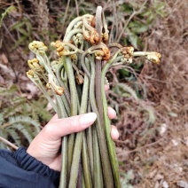 蕨菜