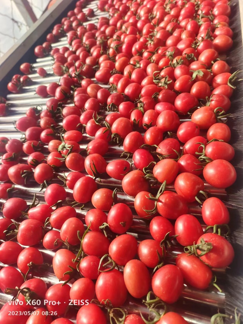 圣女果山东精品千禧圣女果大量上市口感甜量大从优