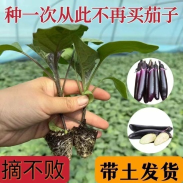 紫长茄子苗黑长茄子苗紫圆茄子苗青茄子苗黑茄子