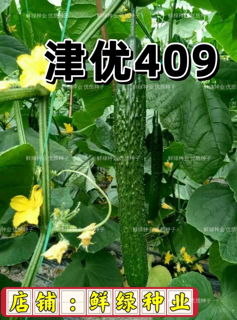 天津科润黄瓜研究所津优409黄瓜苗