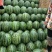 吉林精品甜王西瓜，陆地直根，庆红999，优质商家产地直供