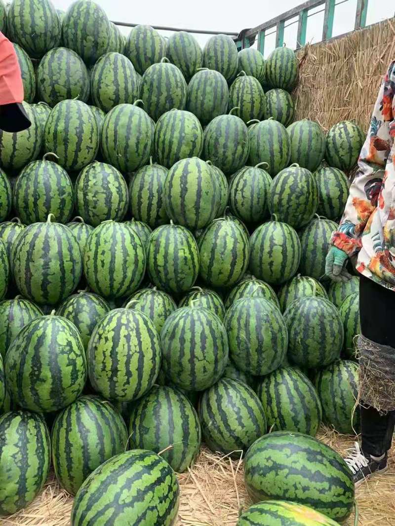 吉林精品甜王西瓜，陆地直根，庆红999，优质商家产地直供