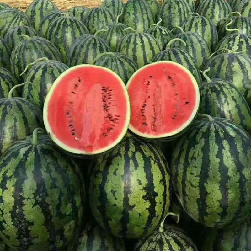 吉林精品甜王西瓜，陆地直根，庆红999，优质商家产地直供