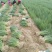 【大量供应中】葱苗山东长白葱苗优质葱苗欢迎电话联系价低