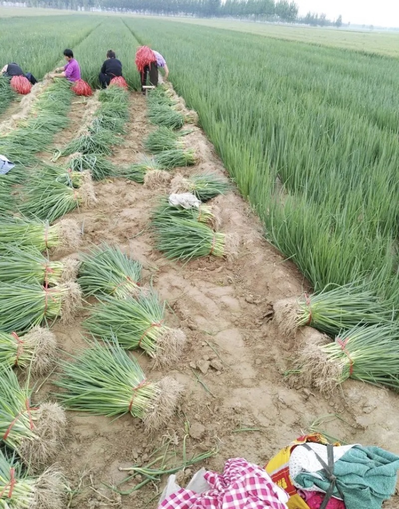 【大量供应中】葱苗山东长白葱苗优质葱苗欢迎电话联系价低