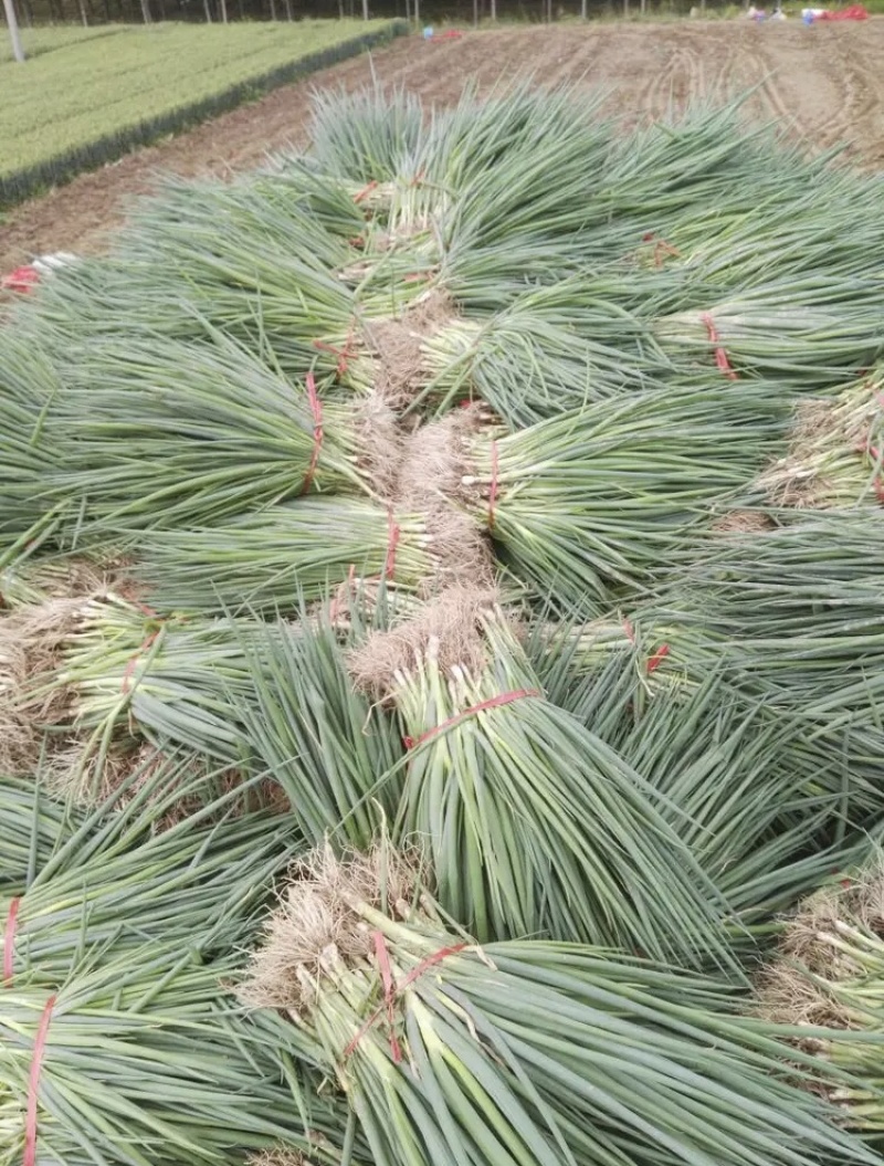 【大量供应中】葱苗山东长白葱苗优质葱苗欢迎电话联系价低