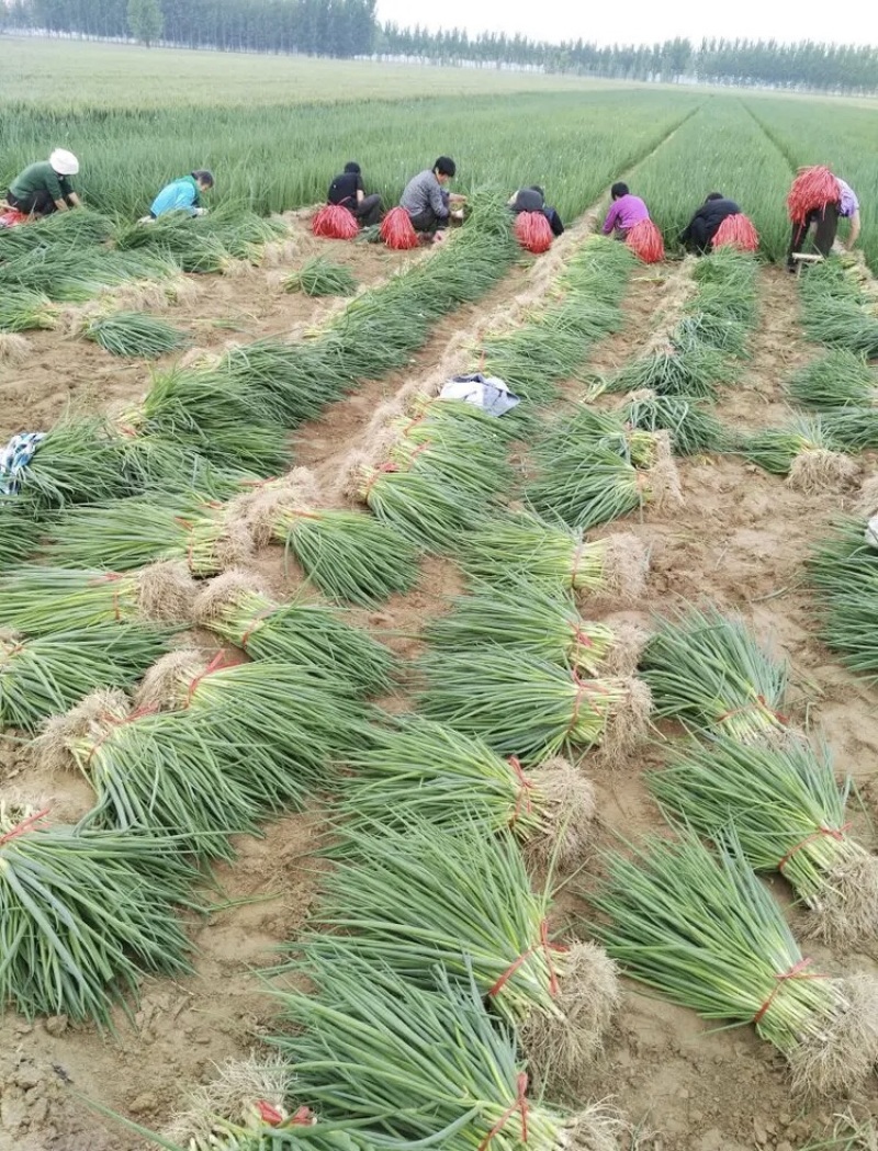 【大量供应中】葱苗山东长白葱苗优质葱苗欢迎电话联系价低