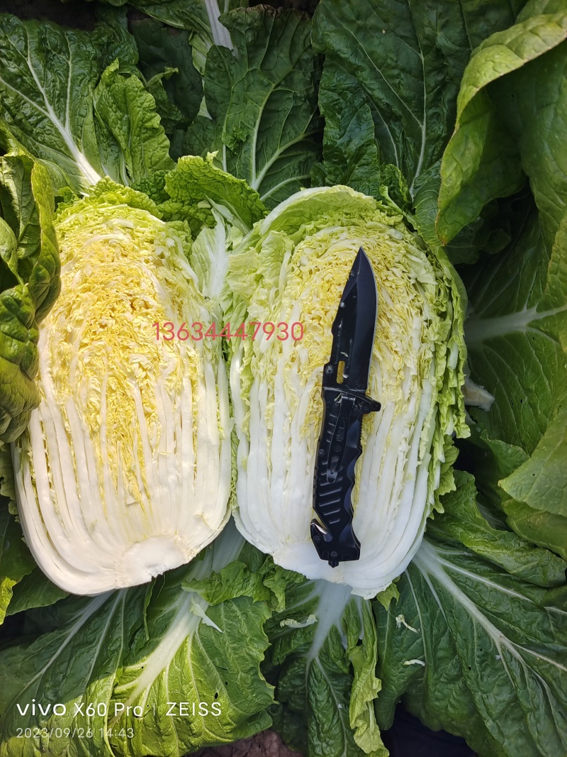 吉林优质黄心包心白菜，基地直供，欢迎联系看货！