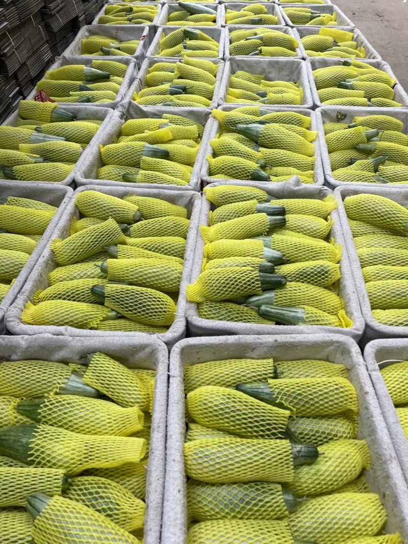 山东精品甜瓜博洋六一羊角蜜大量上市产地直发保质保