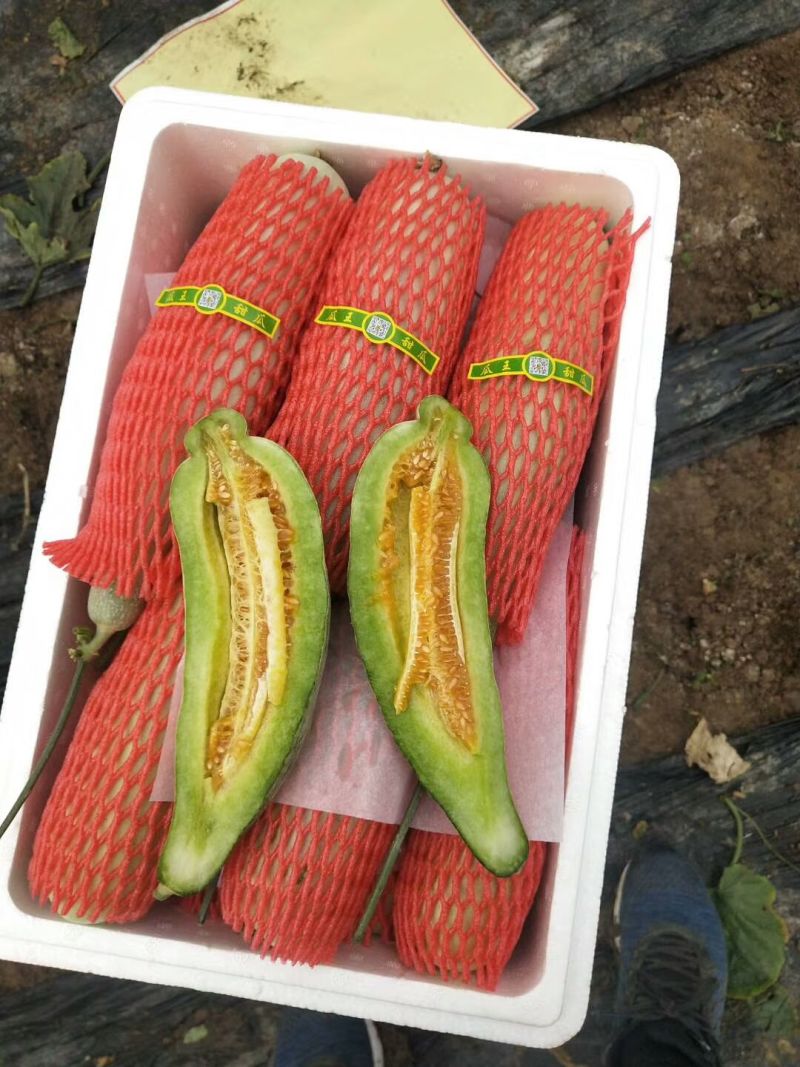山东精品甜瓜博洋六一羊角蜜大量上市产地直发保质保