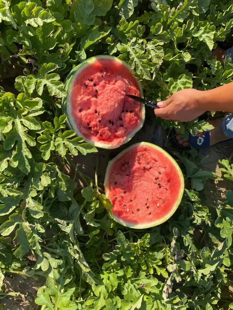 西瓜：陆地优质西瓜，保甜，保熟。可视频看货，保质保量。