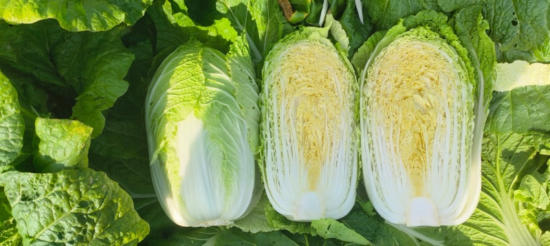 白菜：黄心包心菜，吉林优质黄心包心菜。种植面积大，陆地。