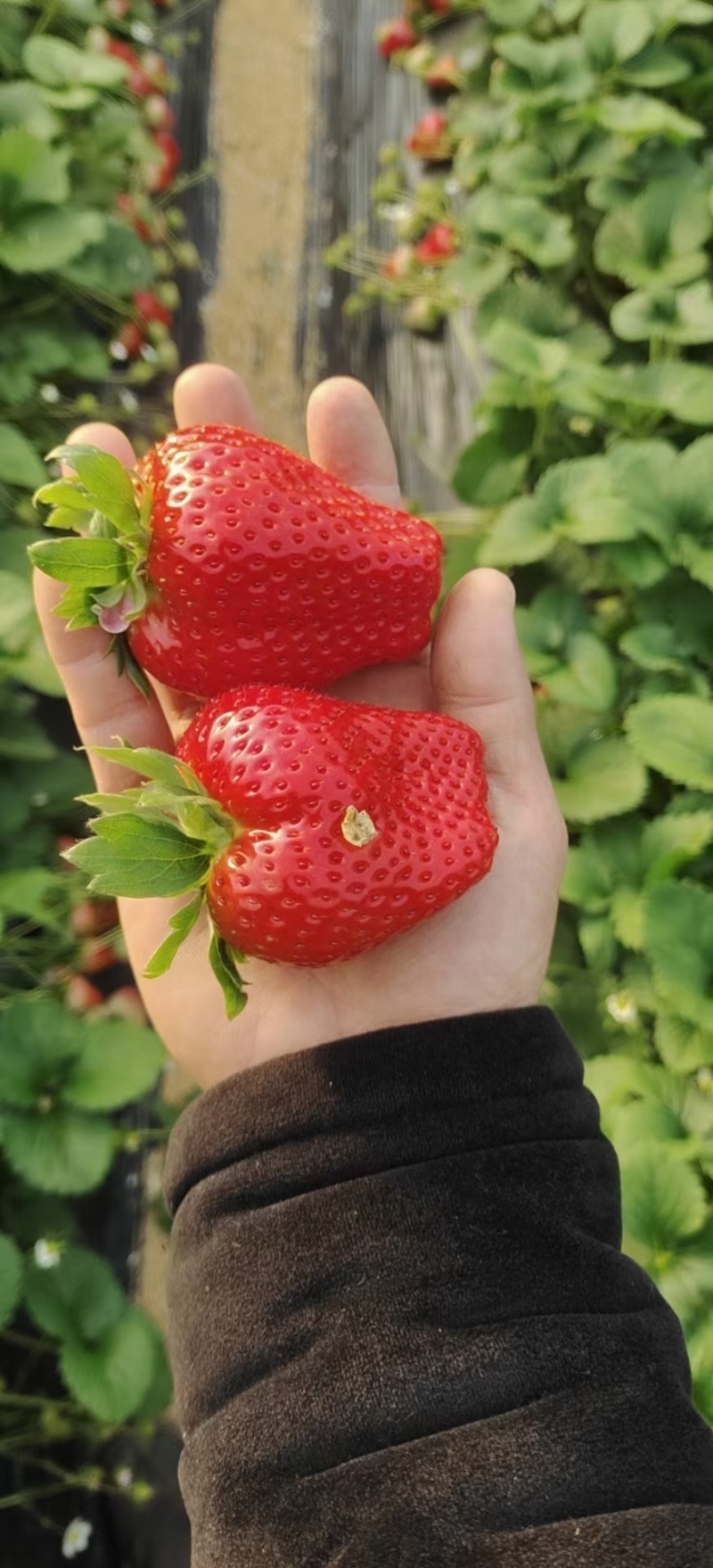 秒香草莓苗脱毒育苗基地大量供应，包活补发送技术